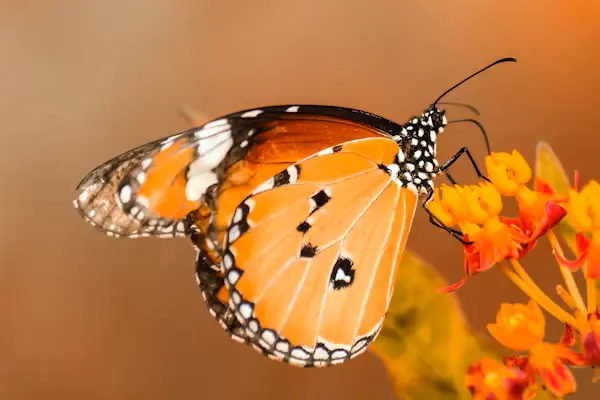 Le papillon, symbole de renouveau et de transformation